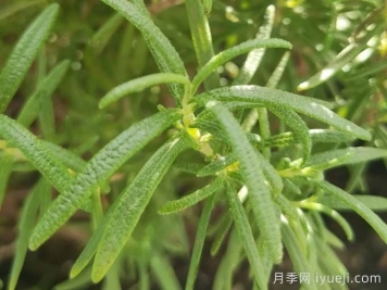 迷迭香在中国叫什么，迷迭香花语是什么？