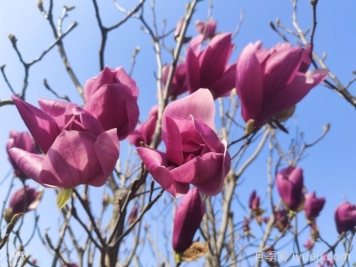 八种旺宅的庭院树木