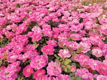 超全园林地被植物应用，地被分类和全年养活干货