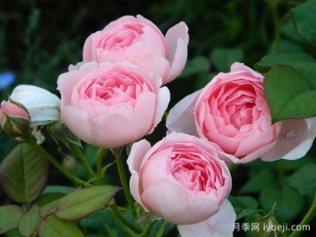 浅谈周至现代园林苗木事业