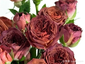 月季介绍，巧克力泡泡月季