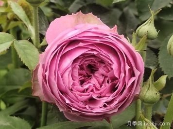 紫雾泡泡月季介绍和优缺点