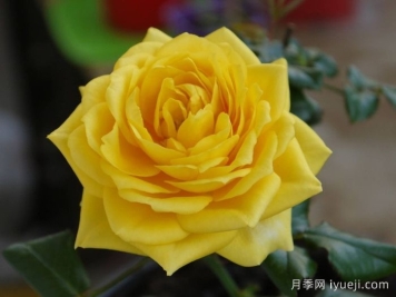 阳光海滩月季/黄金海岸月季/永远的阳光海岸Sunny Beach Forever