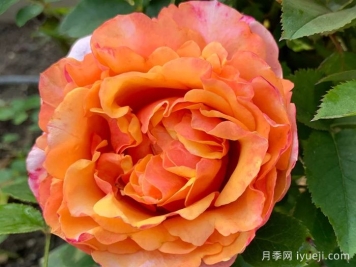 手机软件官网网址导航_十大手机软件网站