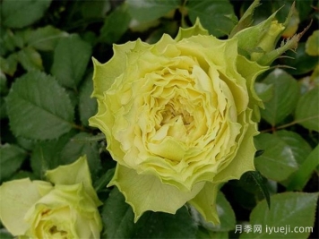 9款绿色系月季品种，清逸绝尘的绿美人