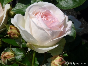 白色龙沙宝石月季/白色伊甸园/白龙White Eden