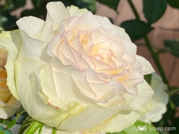 白色艾莎月季/白艾莎White Jumilia