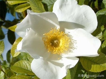 白色惊喜月季White Surprise