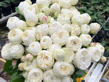 白色曼斯菲尔德庄园月季Mansfield White Park