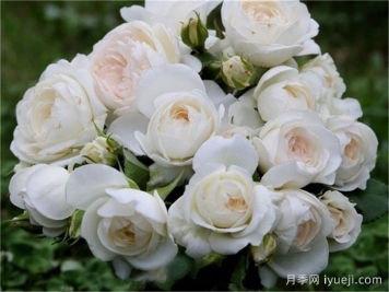 天堂白月季/白色天堂Paradise White