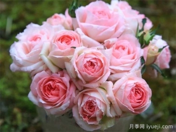 白桃妖精月季White Peach Ovation