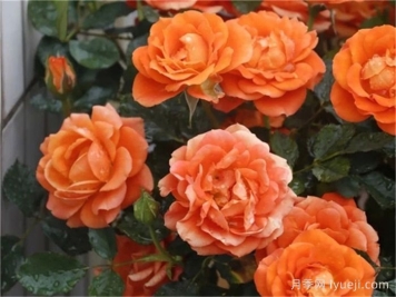 白羊座月季Rose Terrazza Aries