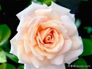 娇兰百乐花园月季/百花乐园Jardins de Bagatelle