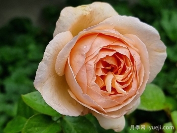 百香果月季/纯品康纳/纯果乐Tropicana