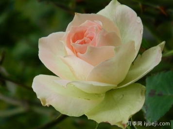 薄荷朱利普月季Mint Julep