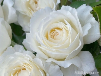 保罗三世月季Pope John Paul Ⅲ