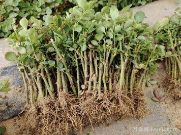 月季闷插法具体怎么操作？成活关键因素