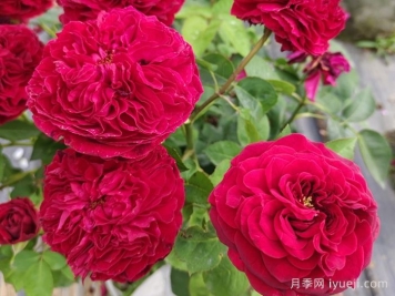 六月开什么花？十二月每月代表什么花？