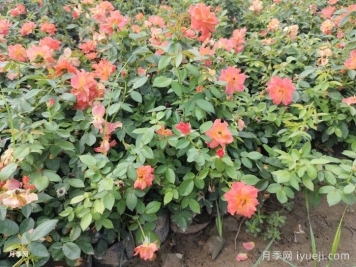 种植月季有哪些要求？