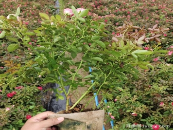 温度对月季成长有什么影响？