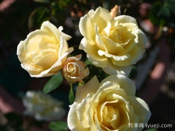 彼得阿隆索月季Peter Alonso