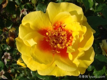 彼得的波斯月季Peter's Persica