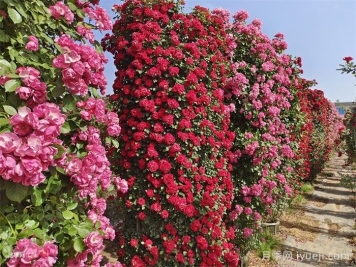 小空间如何想养藤本月季和大灌木月季？