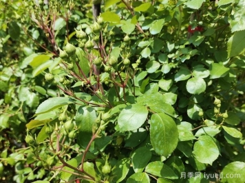 月季要疏蕾？看个人意愿和植物状态