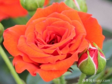 橙色宝贝月季/橙色樱儿Orange Babyflor