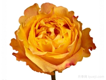 橙色风暴月季/橙色伊娃Orange Reeva