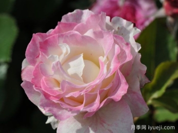 六翼天使炽天使月季/炽天使Seraphim