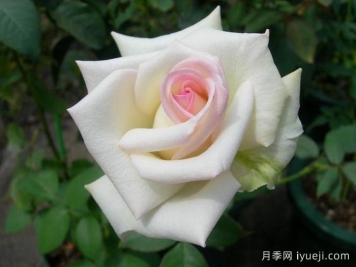 初恋月季Hatsukoi