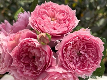 初见月季/初景Prima Vista