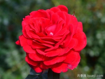 初心月季(丰花)