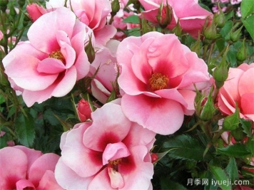 大师巴比伦眼睛月季Maestro Babylon Eyes