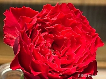 德古拉之吻月季/吸血鬼之吻Dracula's Kiss