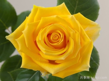 灯塔月季Light House