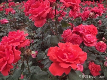 湖北大花月季怎样管理，才能多开花？