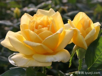 俄州黄金月季/黄金旷月季Oregold