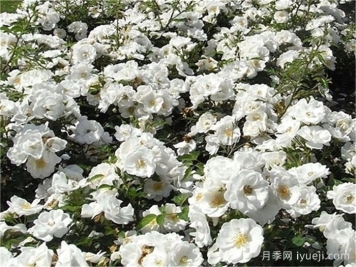 恩纳辛西亚月季/天真无暇月季Innocencia