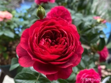 法拉利果汁月季/樱桃果汁月季