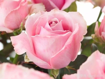 粉红雪山月季/甜蜜雪山月季Pink Avalanche