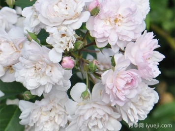 粉红努塞特月季/诺瓦塞特Blush Noisette