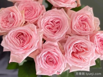粉色哈娜月季/粉红欧哈娜/粉荔枝玫瑰Pink O′Hara