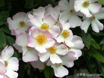 弗朗西斯莱斯特月季Francis E. Lester