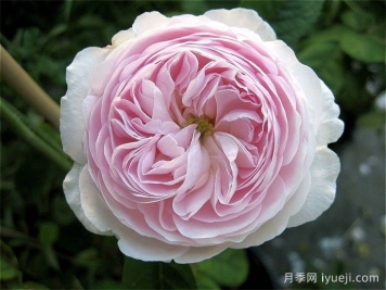 公爵夫人蒙特贝罗月季Duchesse de Montebello