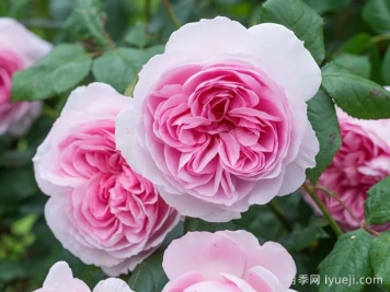 古代水手月季/凯尔姆斯科特月季The Ancient Mariner