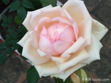 贵妃醉酒月季/醉贵妃