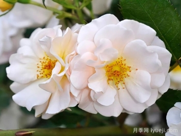 双人舞月季Pas de Deux