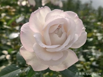 云南培育的月季，为什么火遍海内外？